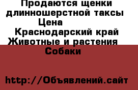 Продаются щенки длинношерстной таксы › Цена ­ 5 000 - Краснодарский край Животные и растения » Собаки   